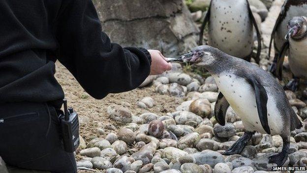 Child feeding penguin