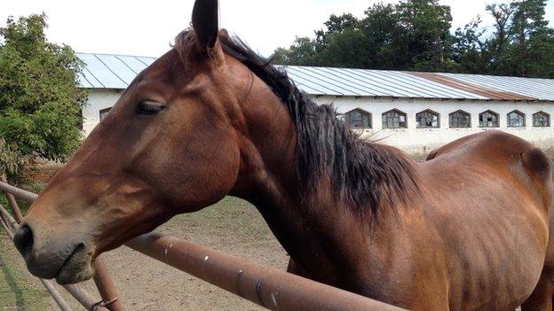 Horse at Dibrivsky horse farm