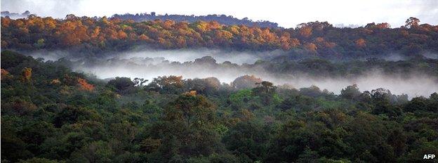 Rainforest in Guyana