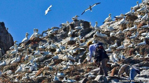 Gannet colony