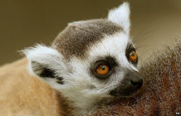 A six week-old baby ring-tailed lemur Tahiry as she takes her first few steps in her enclosure at Blair Drummond Safari Park, Stirling.