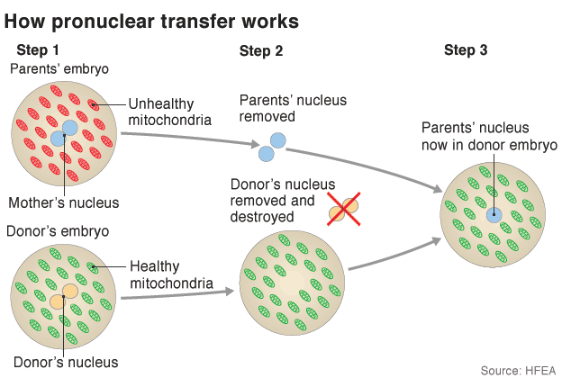 Pronuclear transfer