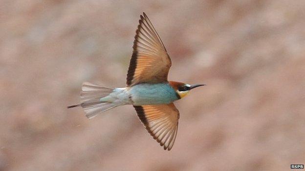 Bee-eater