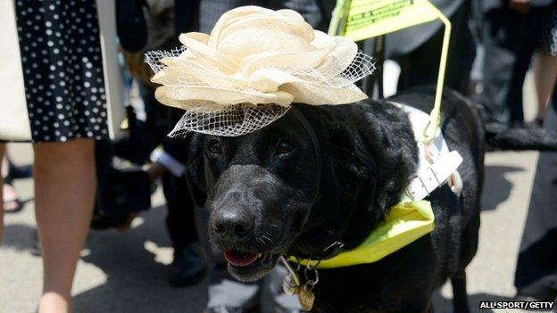 A guide dog is seen during Royal Ascot 2015 at Ascot racecourse on June 18, 2015 in Ascot, England.