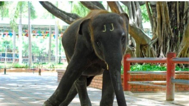 elephant straining at chain