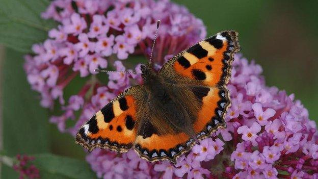 The Small Tortoiseshell butterfly