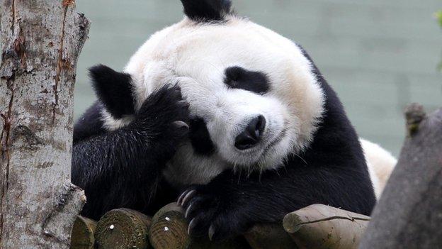 Tian Tian has given birth to cubs before her arrival in Edinburgh