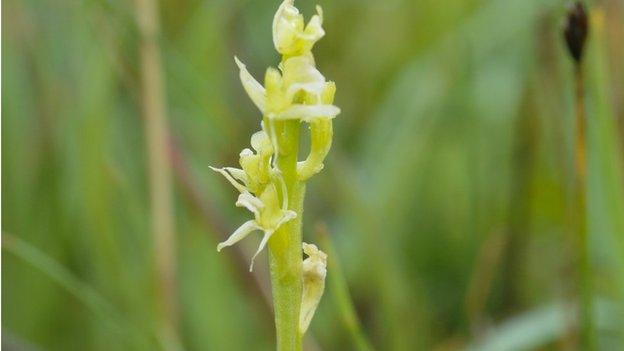 Fen orchid