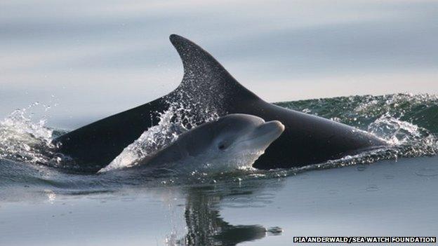 Dolphin and her calf