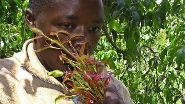 Kenyan farmer James Ntonyi chews khat leaves at his father's farm 16 January 2006, in Meru, 170 kilometres northeast of Nairobi