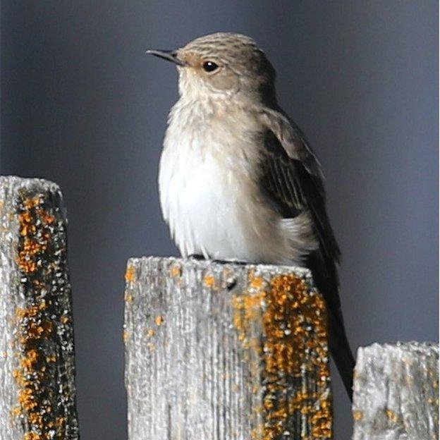 Spotted flycatcher