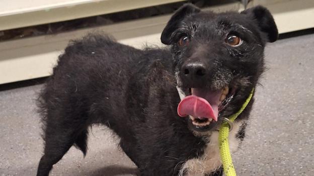 Stolen dog reunited with Norfolk owners after seven years - BBC News