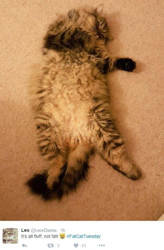 Stretched out Persian cat with tweet saying "It's all fluff, not fat!"