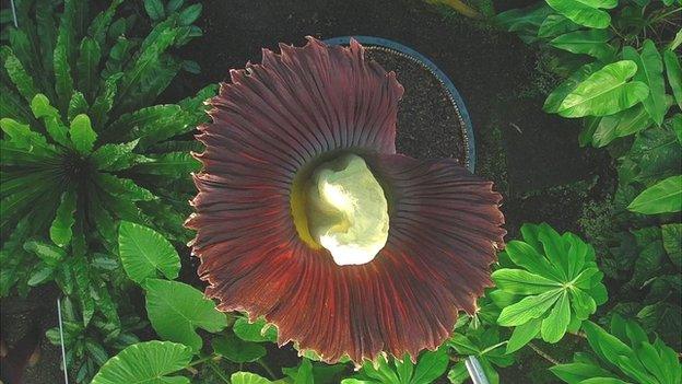 The giant Amorphophallus Titanum Pic: Huw Williams