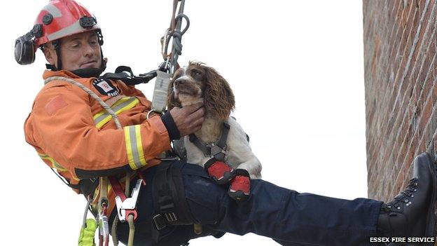 Graham Currie abseiling with Kirby the dog