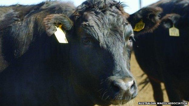 AWA pic of black cow