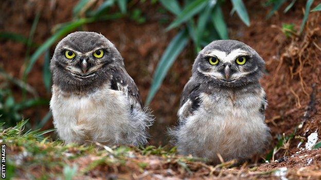 Burrowing owls