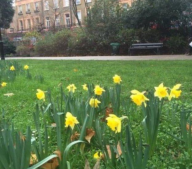 Daffodils