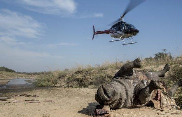 Helicopter hovers over a rhino carcass in the Kruger National Park