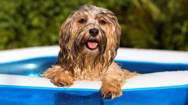 Dog in a paddling pool