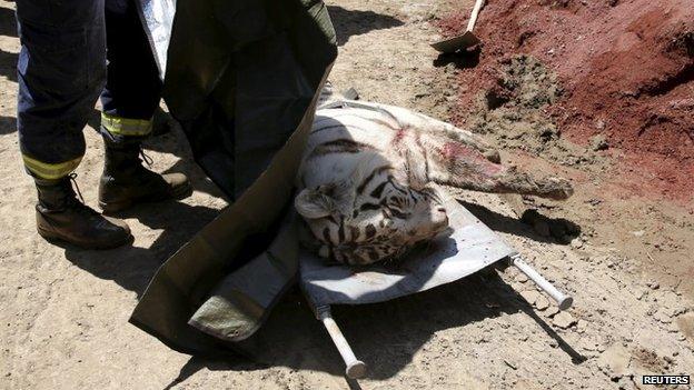 A white tiger, that had escaped from its enclosure during flooding, lies on the stretchers after it was killed by police in Tbilisi, Georgia, June 17, 2015.