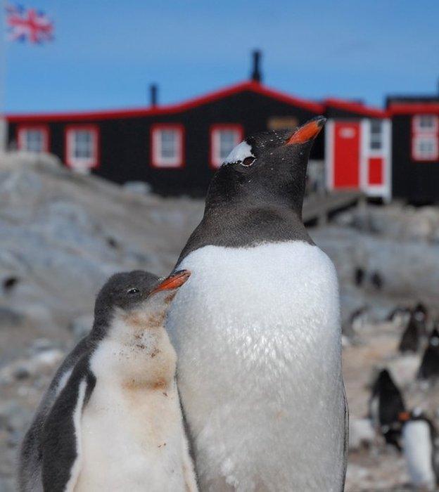 Penguins outside post office on Goudier Island