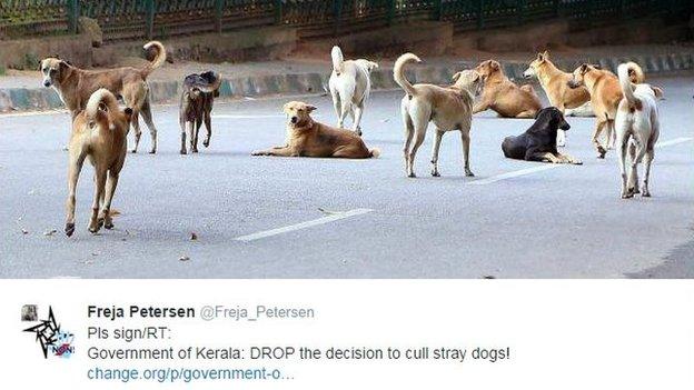 Stray dogs