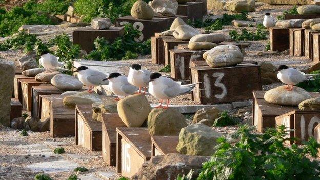 Birds on boxes