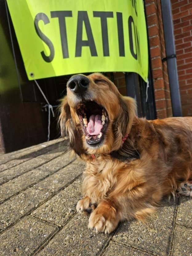 A dog called Talia, yawns while waiting at t polling station