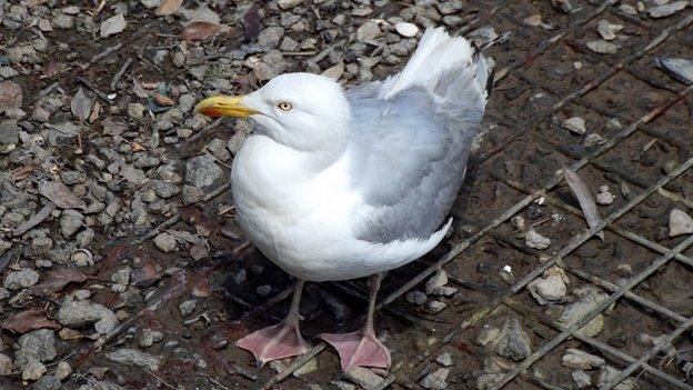 Seagull