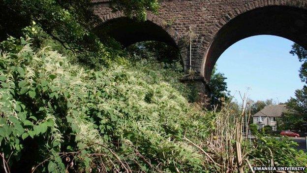 Knotweed at viaduct