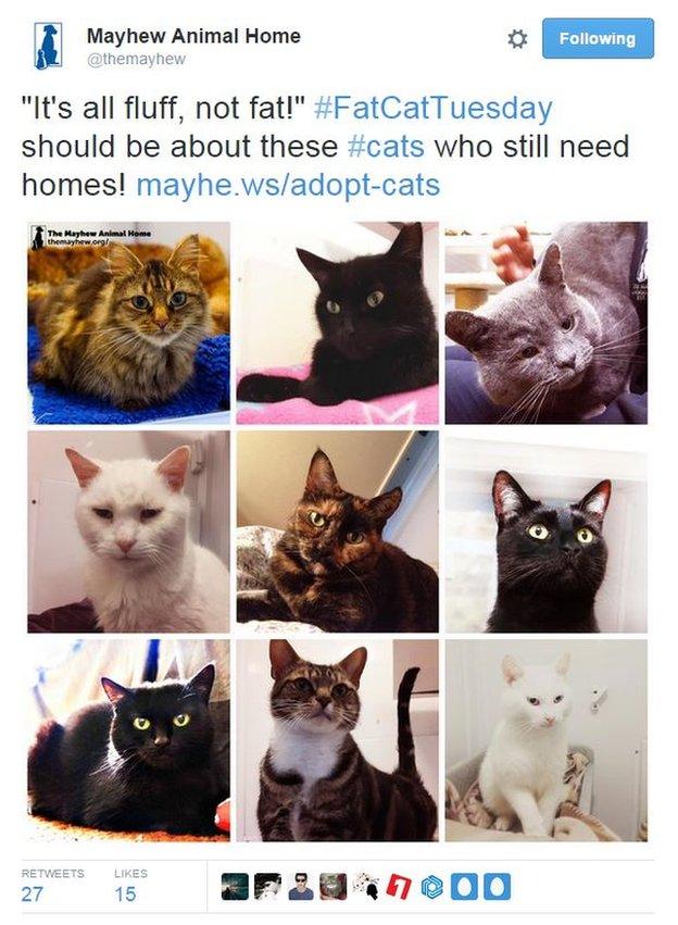 Mugshots of cats. The tweet says "It's all fluff, not fat" and urges people to think about cats which still need homes