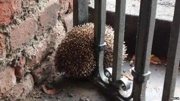 Hedgehog stuck in railings