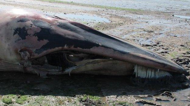 Fin whale body near Harwich