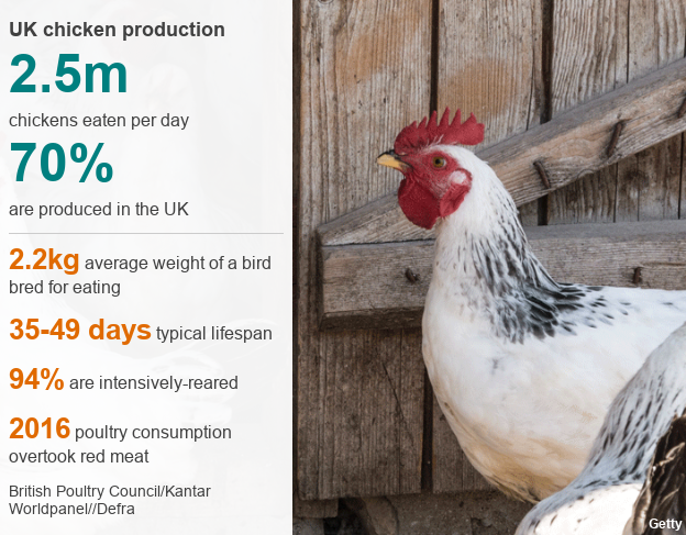 Chicken facts