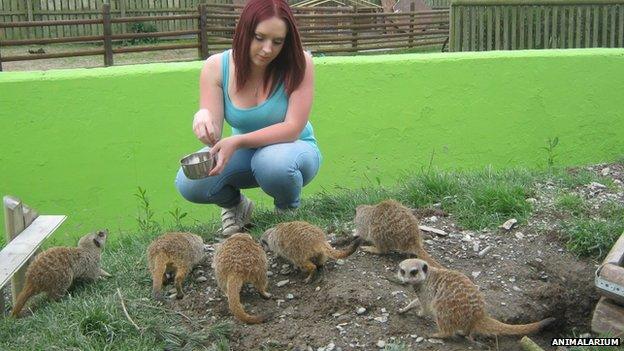 Woman and meerkats