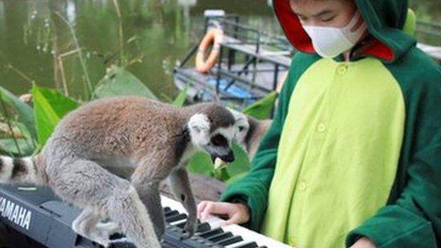 Seenlada plays keyboard for lemurs.