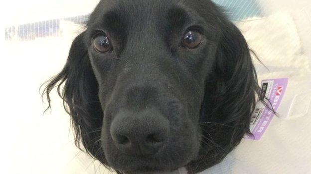 Marley the cocker spaniel