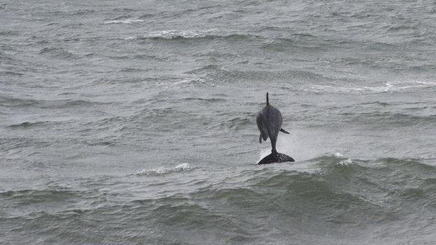 Bottlenose dolphins off New Quay