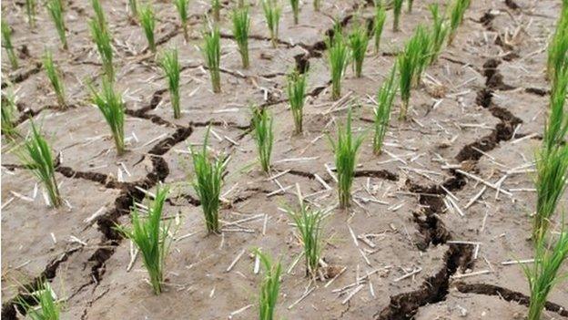 A rice paddy is parched and cracked from a long drought in Paju, north of Seoul, South Korea, 11 June 2015