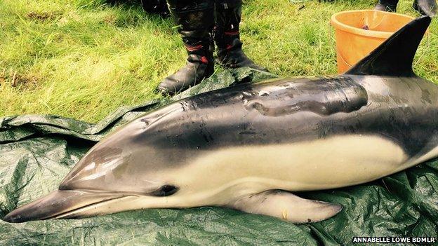 Dolphin