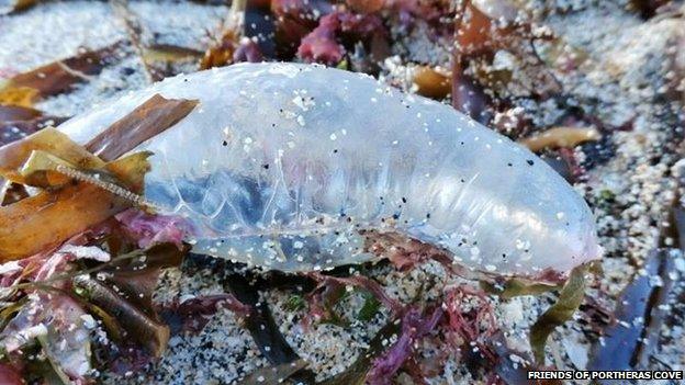 Portuguese man-of-war