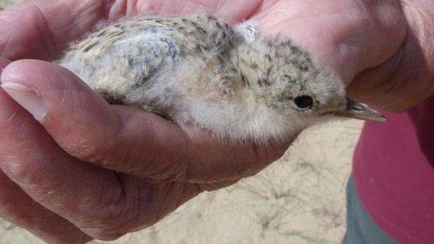 Little Tern