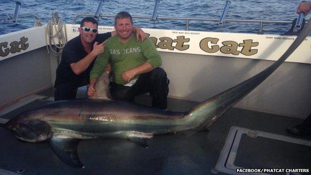 Thresher shark in Welsh waters