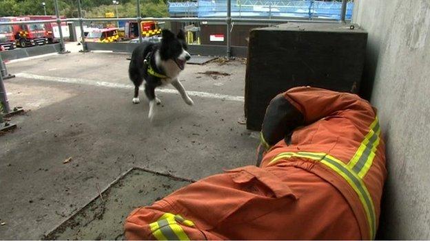 Darcy the dog being trained