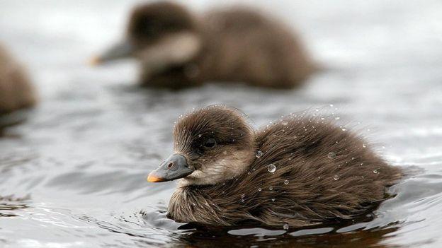 Common scoter ducklings