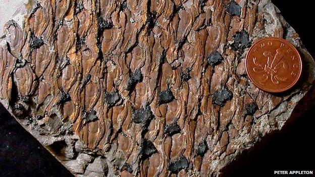 Fossilised bark