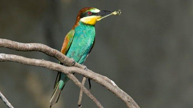 Bee eater (c) Harvey van Diek