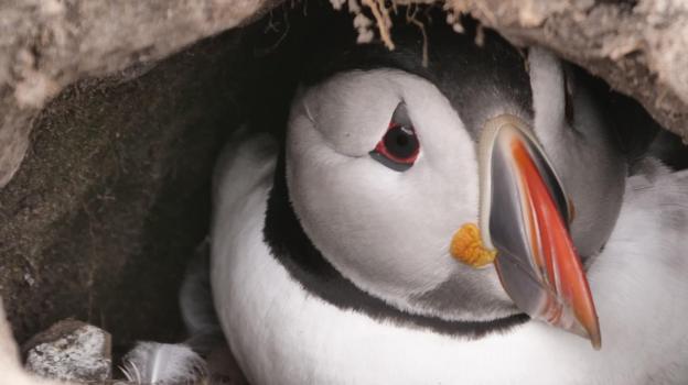 Farne Island 'puffin cam' attracts thousands of viewers - BBC News