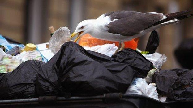 Seagull ripping into rubbish bags